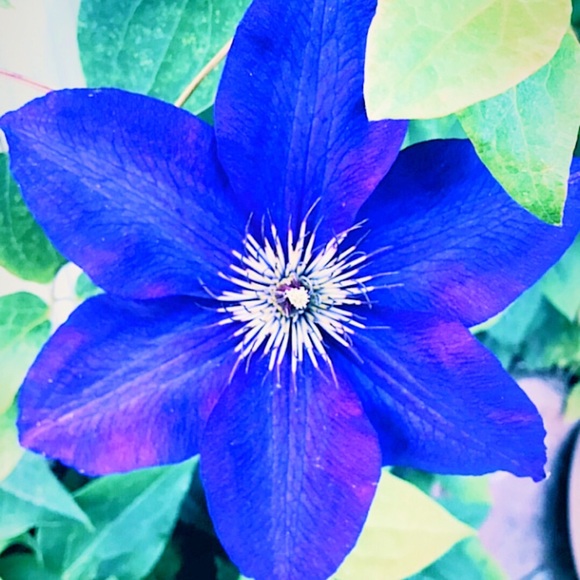 Meet your Posher, Gracie - Picture 3 of 3